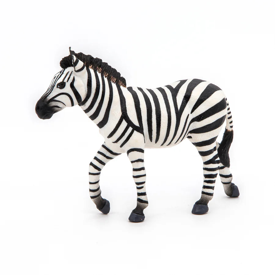Han Zebra, Papo