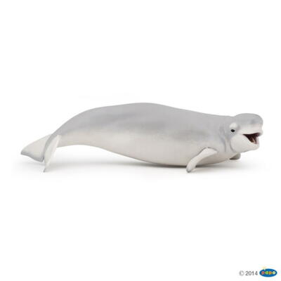 Beluga hval, Papo
