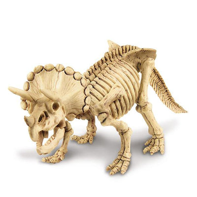 Flot Triceratops skelet
