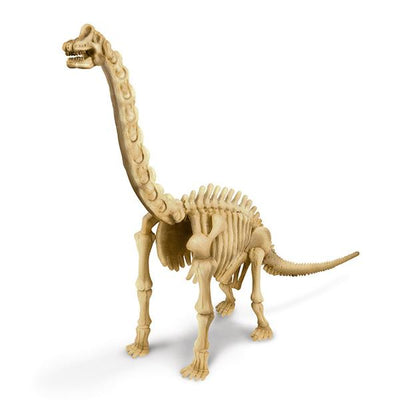 Brachiosaurus skelet