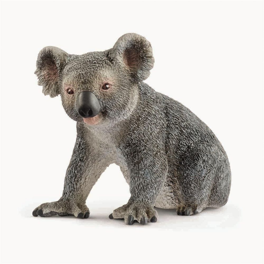 koalabjørn